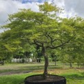 Acer palmatum 'Dissectum' - Foto 1