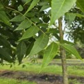 Carya illinoinensis - 2
