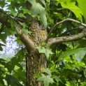 Liquidambar styraciflua - 4
