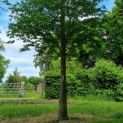 Cercidiphyllum japonicum - Afbeelding 8