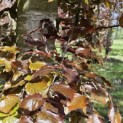 Fagus sylvatica 'Atropunicea' - 2