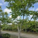 Juglans regia - 1