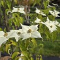 Cornus kousa 'Milky Way' - 2