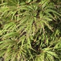 Acer palmatum 'Shigure bato' - Foto 2