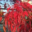 Acer palmatum 'Garnet' - Foto 1