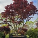 Acer palmatum 'Fireglow' - 2