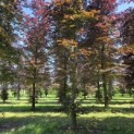 Fagus sylvatica 'Atropunicea' - 3