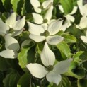 Cornus kousa - 1