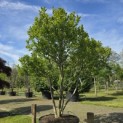 Magnolia 'Susan' - 1