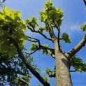 Tilia Tomentosa - 2