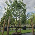 Parrotia persica - 2