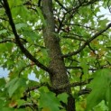 Liquidambar styraciflua - amberboom takken