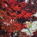 Acer palmatum 'Bloodgood' - 4
