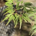 Acer palmatum 'Shigure bato' - Foto 7