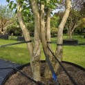 Heptacodium miconioides - Foto 1