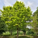 Tilia cordata 'Oldenbelt' - foto voorjaar 2022
