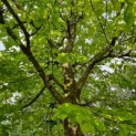 Tilia cordata 'Oldenbelt' - 1