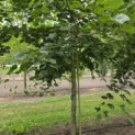 Tilia x europaea 'Euchlora' - 1