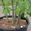 Quercus rubra - Foto 4