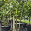 Quercus ilex - 6