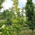 Fagus sylvatica 'Striata' - 2