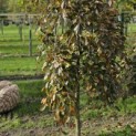 Fagus sylvatica 'Purple Fountain' - 1