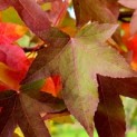 Liquidambar styraciflua - 2