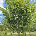 Acer Rubrum 'Brandywine' - Foto 5
