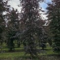 Fagus sylvatica 'Atropunicea' - 3