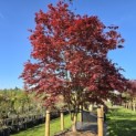 Acer palmatum 'Atropurpureum' - 1