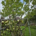 Magnolia 'Susan' - 2