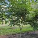 Fagus sylvatica - 2