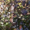 Fagus sylvatica 'Atropunicea' - 2