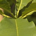 Magnolia 'Tripetala'