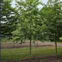 Styrax japonicus - 1
