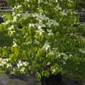 Cornus kousa - Foto 2