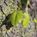 Tilia Tomentosa - 3