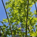 Castanea Sativa - 1