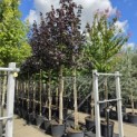 Acer platanoides 'Royal Red' - Foto 3