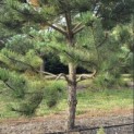 Pinus nigra 'Nigra' - Foto 2