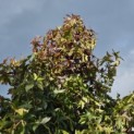 Liquidambar styraciflua 'Palo Alto' - 4
