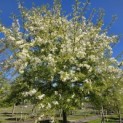 Malus toringo 'Brouwers Beauty' - 7