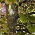 Fagus sylvatica 'Atropunicea' - 1
