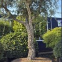 Quercus Suber - Foto 4