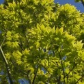 Acer palmatum 'Osakazuki - Foto 3