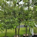 Quercus ilex - 7