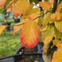 Parrotia persica - 4