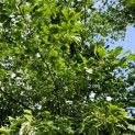 Ginkgo biloba - 2