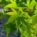 Acer palmatum 'Sangokaku' - Foto 5