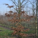 Fagus sylvatica - 1